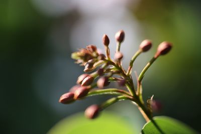 Close-up of plant