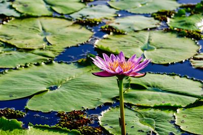 Lotus water lily in lake