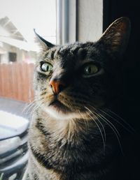 Close-up portrait of cat