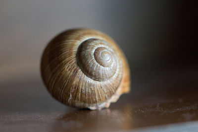 Close-up of snail