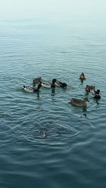 Ducks swimming in lake