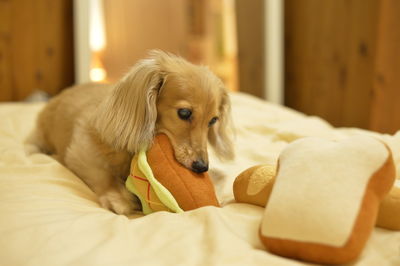 Close-up portrait of dog relaxing on bed at home