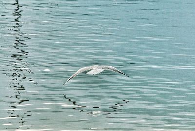 Bird flying over water