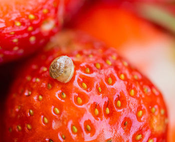 Close-up of strawberry