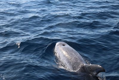 Whale swimming in sea