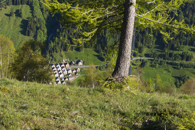 People on bicycle in forest