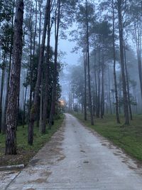 Footpath amidst trees in forest