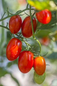 Close-up of tomatoes on plant