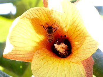 Close-up of insect on flower