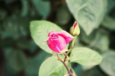 Close-up of pink rose