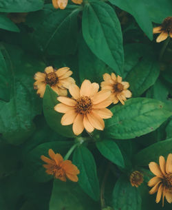 Close-up of yellow flowering plant 