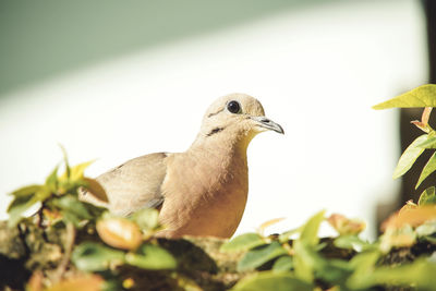 Close-up of bird perching on a plant