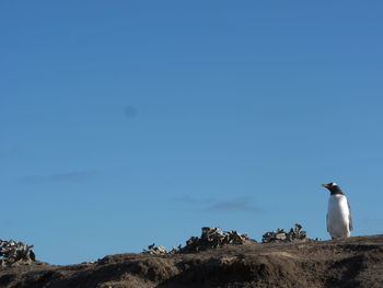 Low angle view of seagull perching on rock against sky