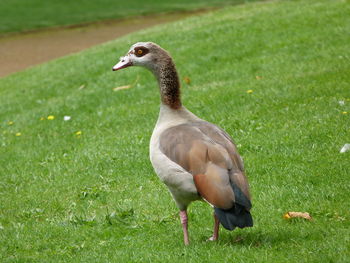 Close-up of duck on field