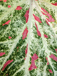 leaf