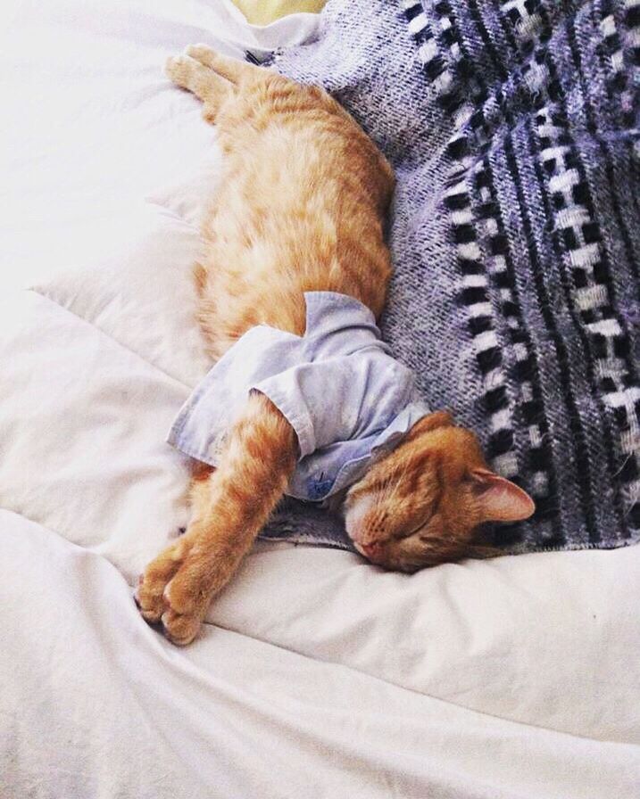 HIGH ANGLE VIEW OF CAT LYING ON BED