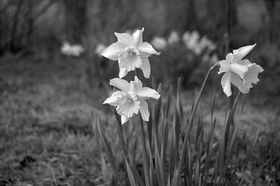 Close-up of flowers blooming on field