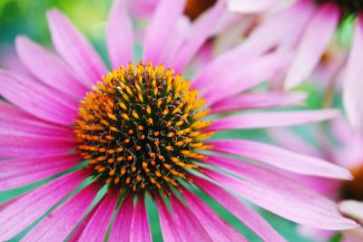 Close-up of pink flower