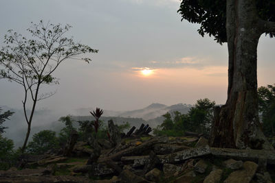 Trees and plants against sky during sunset