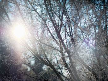 Low angle view of sunlight streaming through bare tree