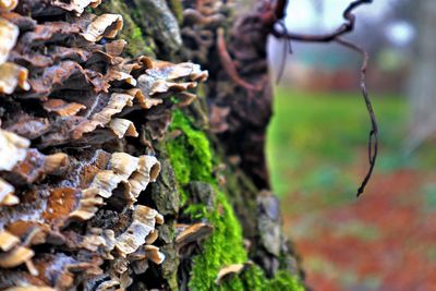 Close-up of mushroom growing on tree trunk