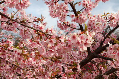 Close-up of pink cherry blossom