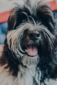 Portrait of a cute black and white 4 months old havanese puppy. selective focus on the nose.