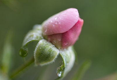 Close-up of water drops on pink flower bud in the early morning 