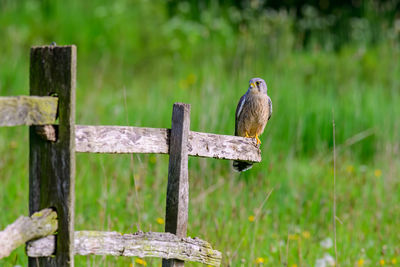 Kestrel, falco tinnunculus, perched on a fence in farmland