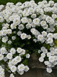 Close-up of white flowers