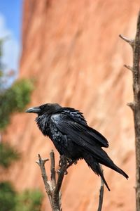 Close-up of bird perching on a tree