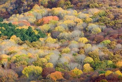 High angle view of trees in forest during autumn