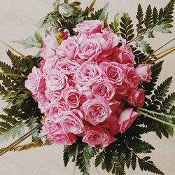 Close-up of pink rose