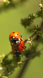 Close-up of ladybug on leaf