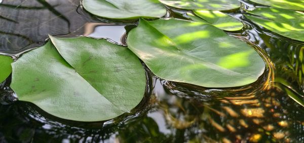 High angle view of leaves floating on water