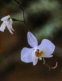 Close-up of white flowering plant