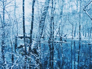 Snow covered trees in forest