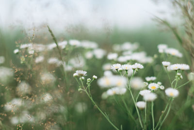 Close-up of white flowering plants on field