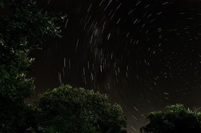 Low angle view of trees against sky at night