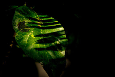 Close-up of green leaves over black background