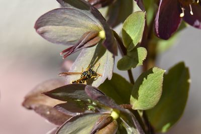 Close-up of plant