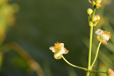 Close-up of flowering plant