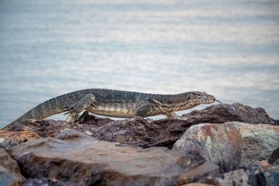 Close-up of lizard on rock