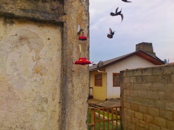 Birds flying by house