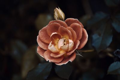 Close-up of rose against blurred background