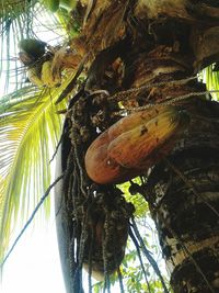 Low angle view of palm tree against sky