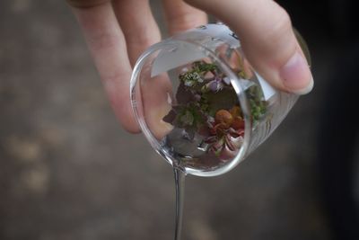 Cropped hand of person pouring water from glass with plant