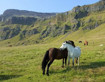 Free horses on sauth of iceland 