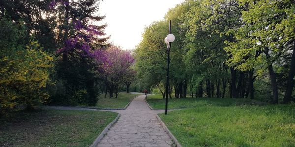 Footpath amidst trees in park