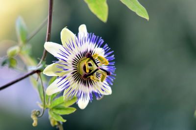 Close-up of  purple flowering plant